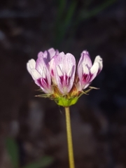 Trifolium oliganthum