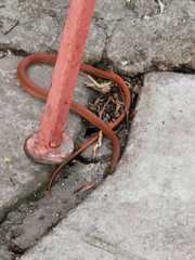 Jamaican Red Groundsnake photo 2