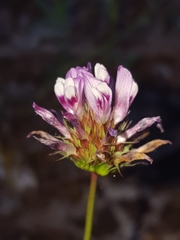 Trifolium oliganthum
