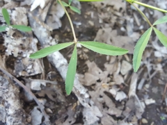 Trifolium oliganthum