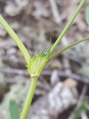 Trifolium oliganthum