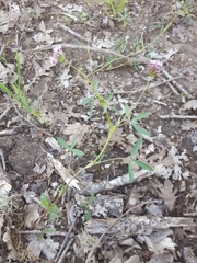 Trifolium oliganthum