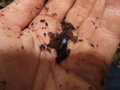 Pterostichus rostratus