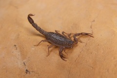 Serradigitus gertschi