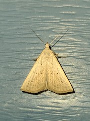 Macrochilo louisiana