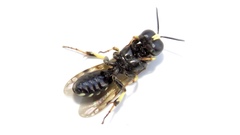 Crossocerus maculipennis