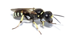 Crossocerus maculipennis