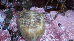 Placiphorella velata