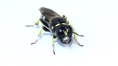 Crossocerus maculipennis
