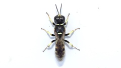 Crossocerus maculipennis