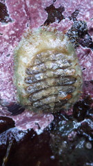 Placiphorella velata