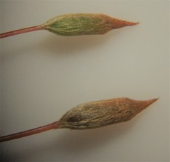 Pogonatum subulatum
