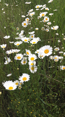 Leucanthemum vulgare