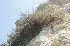 Atriplex verrucifera