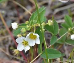Fragaria virginiana glauca