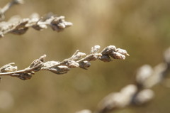 Artemisia fragrans