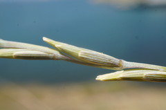 Elymus nodosus