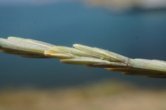 Elymus nodosus