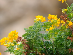Coronilla valentina valentina