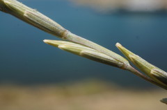 Elymus nodosus