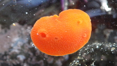 Aldisa sanguinea