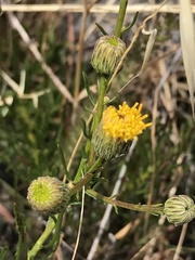 Erigeron reductus angustatus