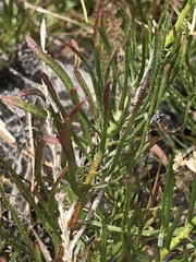 Erigeron reductus angustatus