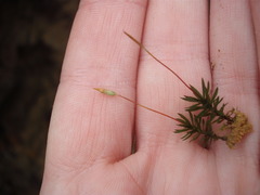 Pogonatum subulatum
