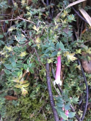 Epacris reclinata