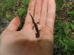 Plethodon wehrlei