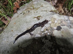 Plethodon wehrlei