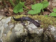 Plethodon wehrlei