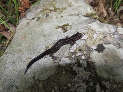 Plethodon wehrlei
