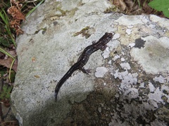 Plethodon wehrlei