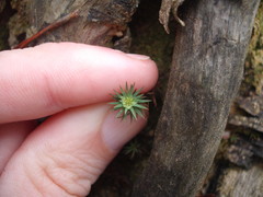Pogonatum subulatum