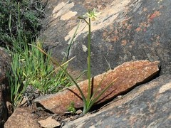 Albuca pentheri