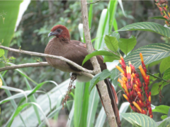 Ortalis erythroptera