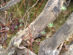 Pogonatum subulatum