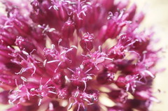 Allium atroviolaceum