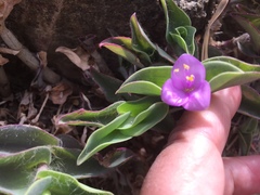 Tradescantia brevifolia