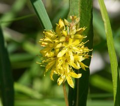 Lysimachia × commixta