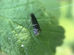 Adela septentrionella