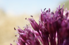 Allium atroviolaceum