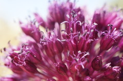 Allium atroviolaceum