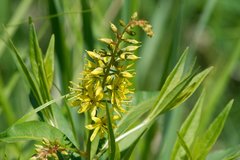 Lysimachia × commixta