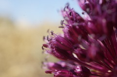 Allium atroviolaceum