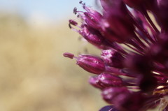 Allium atroviolaceum