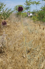 Allium atroviolaceum