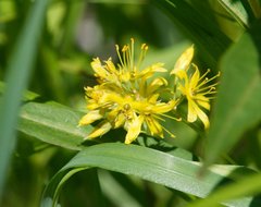 Lysimachia × commixta
