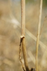 Allium atroviolaceum